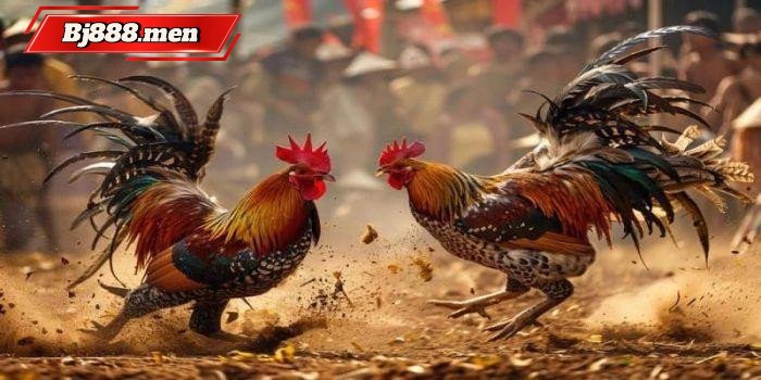 Lịch sử phát triển của đá gà trực tuyến 