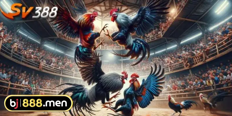 Kinh Nghiệm Đá Gà BJ888 Bí Quyết Cá Cược Thông Minh Giúp Tăng Tỷ Lệ Thắng Tận dụng ưu thế xem trực tiếp
