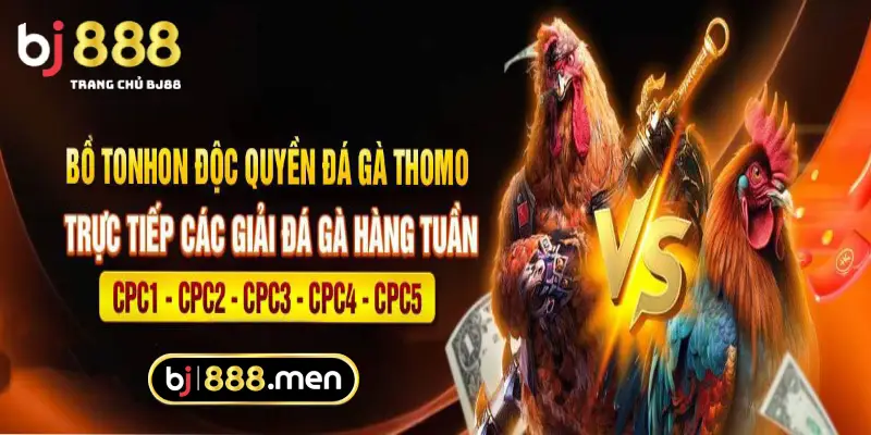 Bồ Gà Tonhon - Đá Gà Trực Tiếp Thomo Bồ C1-C2-C3 Sức hút của đá gà trực tiếp - Bồ Tonhon