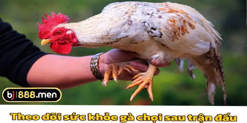 chăm sóc gà chọi sau trận đấu 