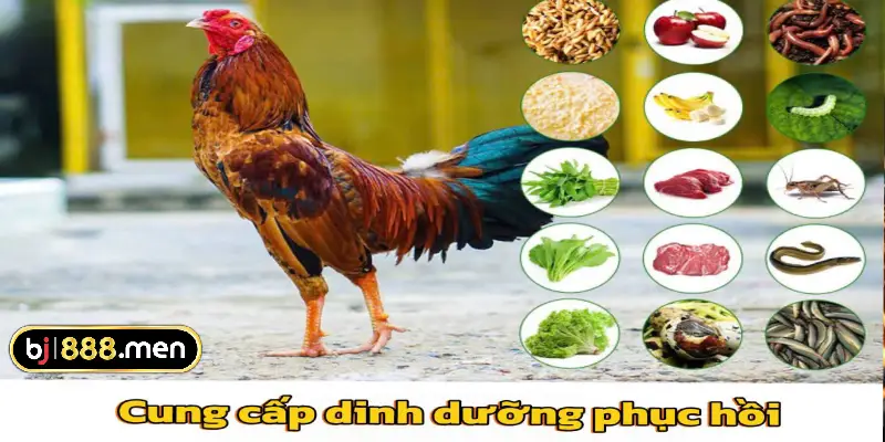 Cung cấp chất dinh dưỡng phục hồi 