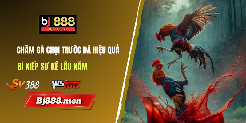 chăm gà chọi trước đá hiệu quả