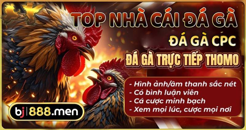 BJ888 – Điểm Sáng Nổi Bật Nhất Trong Top Nhà Cái Đá Gà Uy Tín