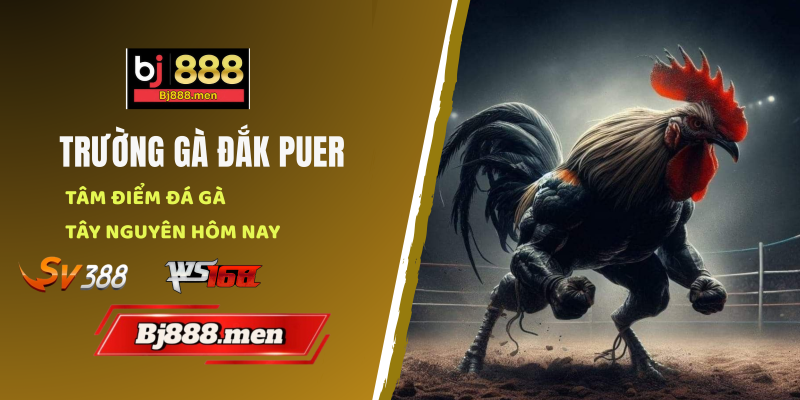 Trường Gà Đắk Puer Tâm Điểm Đá Gà Tây Nguyên Hôm Nay